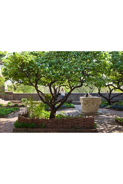 Айва яблуковидна Олена в ландшафті